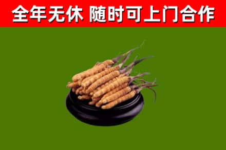 怀柔区回收散虫草