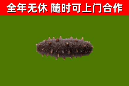 怀柔区回收海参干